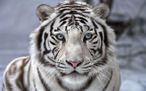 White Tiger betsul